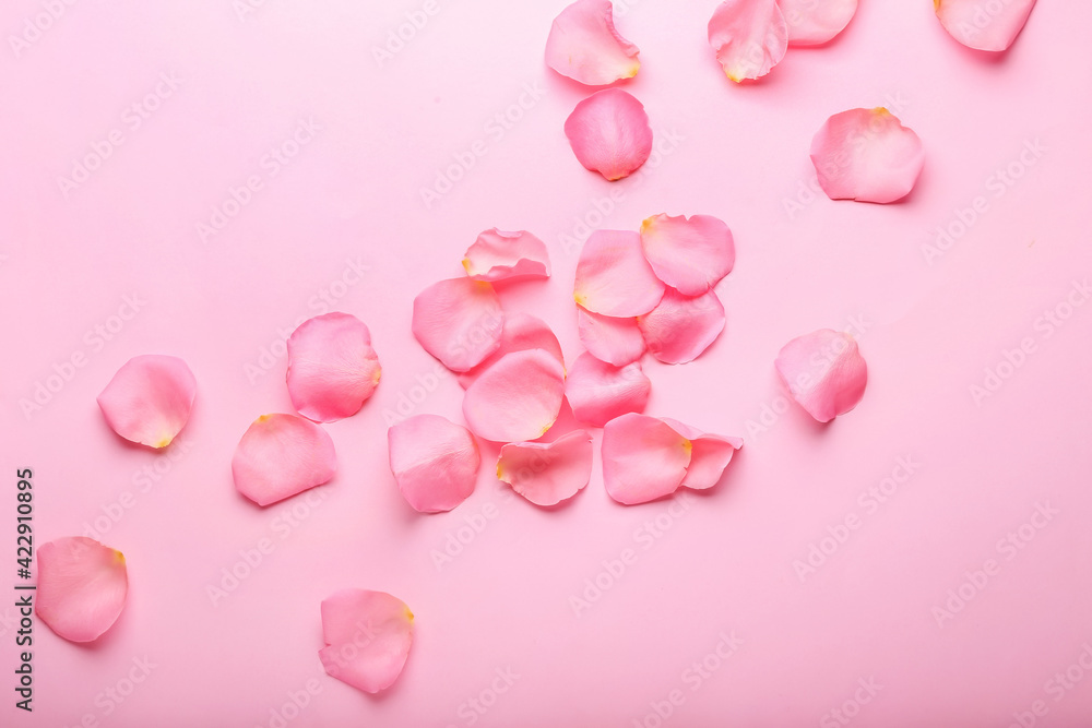 Beautiful pink rose petals on color background