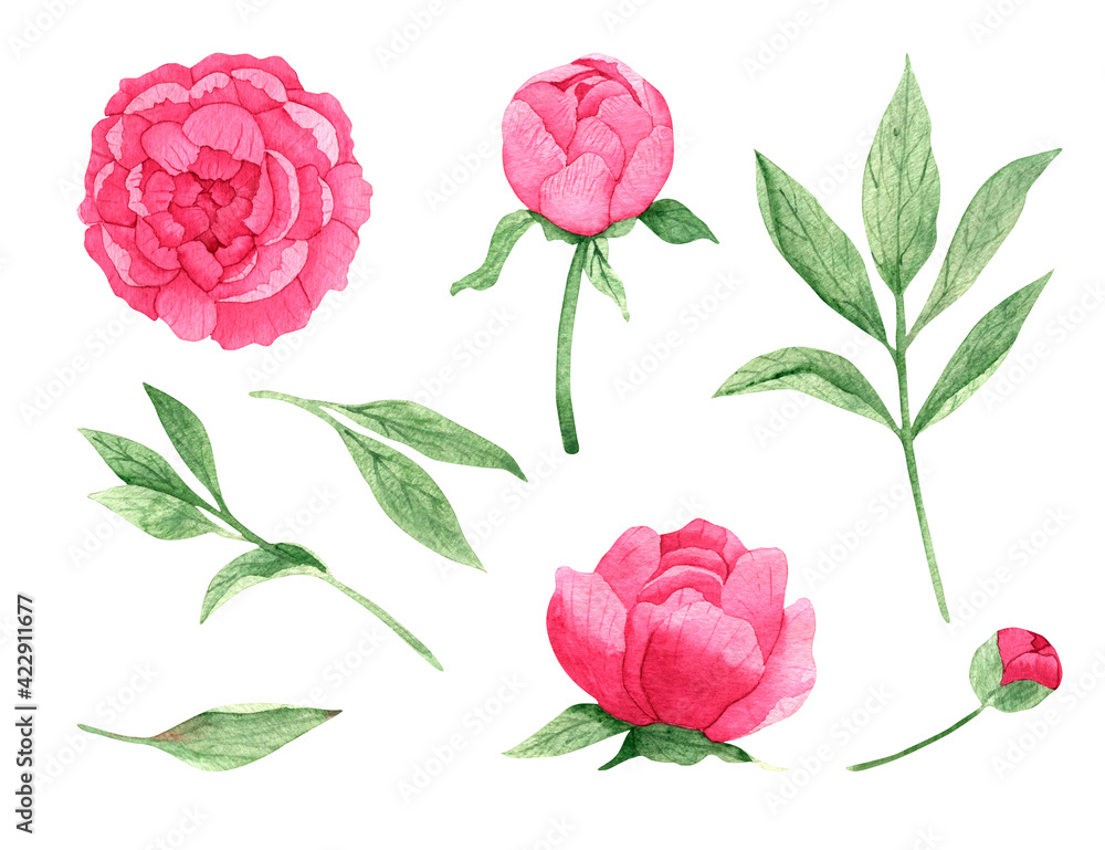 Naklejka Watercolor floral illustration set - pink peonies and green leaves collection. Design elements for patterns, frames and compositions for wedding or invitations in floral style. Real watercolor.