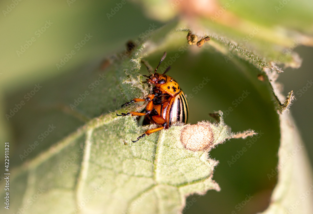 Fototapeta premium Colorado potato beetle on an eggplant plant.