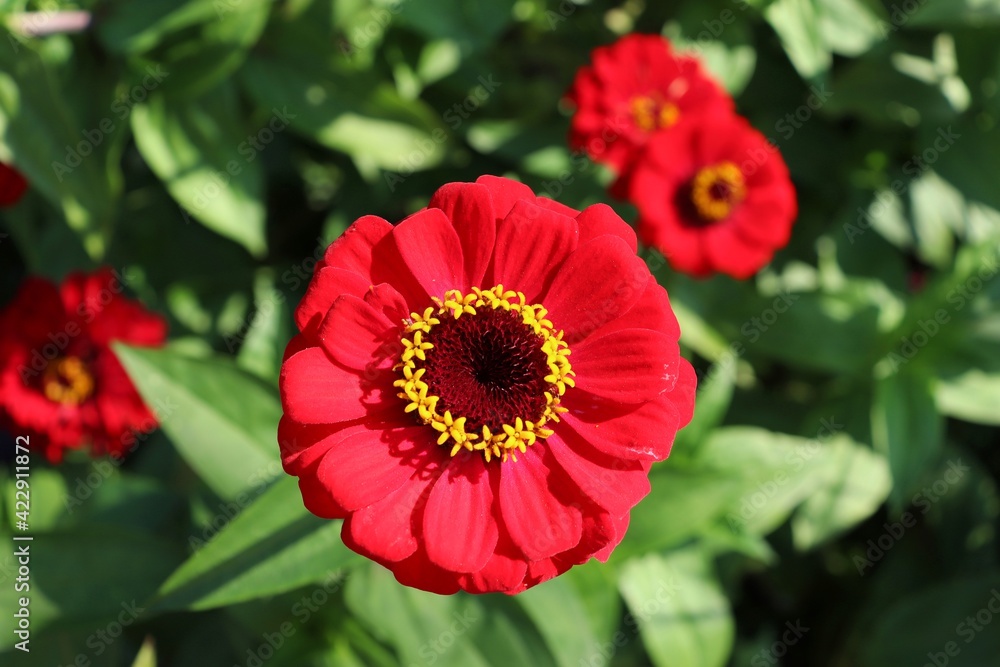 closeup of red helenium flower closeup of red helenium flower