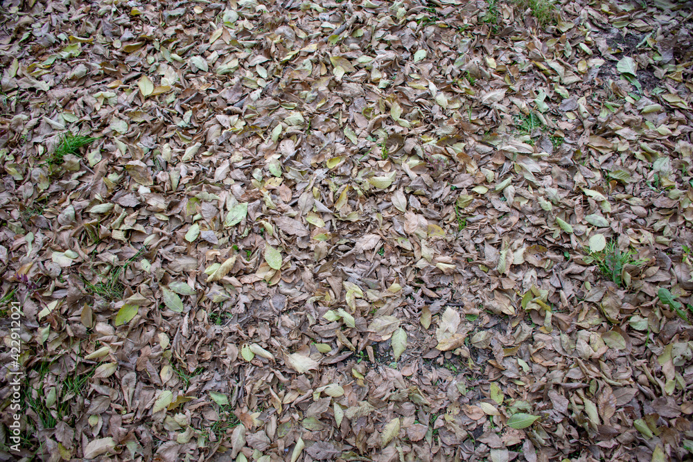 Background. Autumn. Dry fallen leaves on the ground Background. Autumn. Dry fallen leaves on the ground