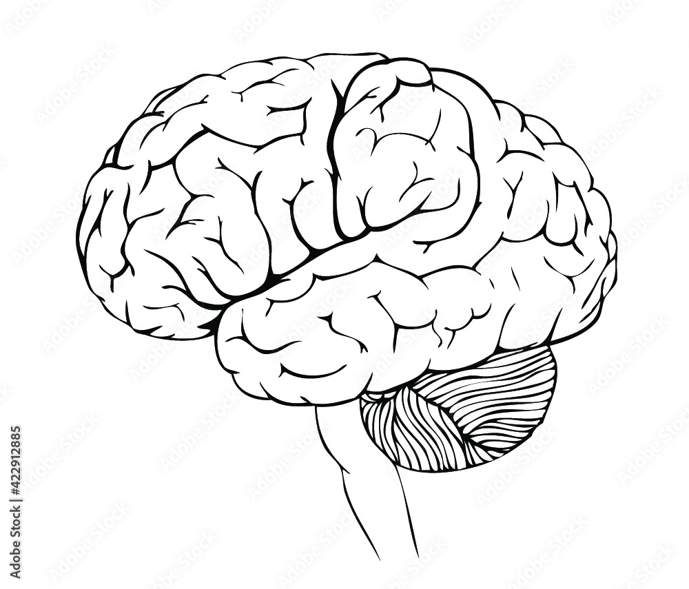 Vector anatomy illustration of the human brain Vector anatomy illustration of the human brain