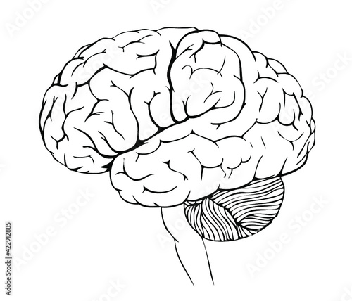 Vector anatomy illustration of the human brain