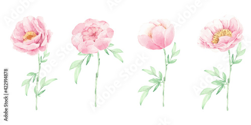 Wallpaper Mural watercolor pink peony flower and green leaves elements isolated on white background Torontodigital.ca