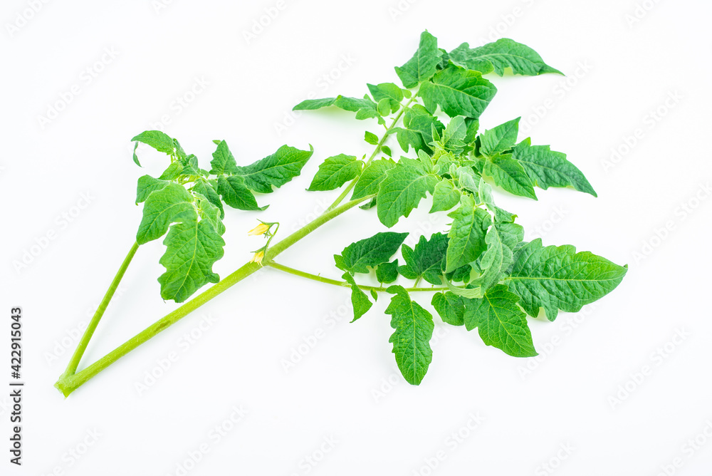 Fototapeta premium Tomato leaves on white background