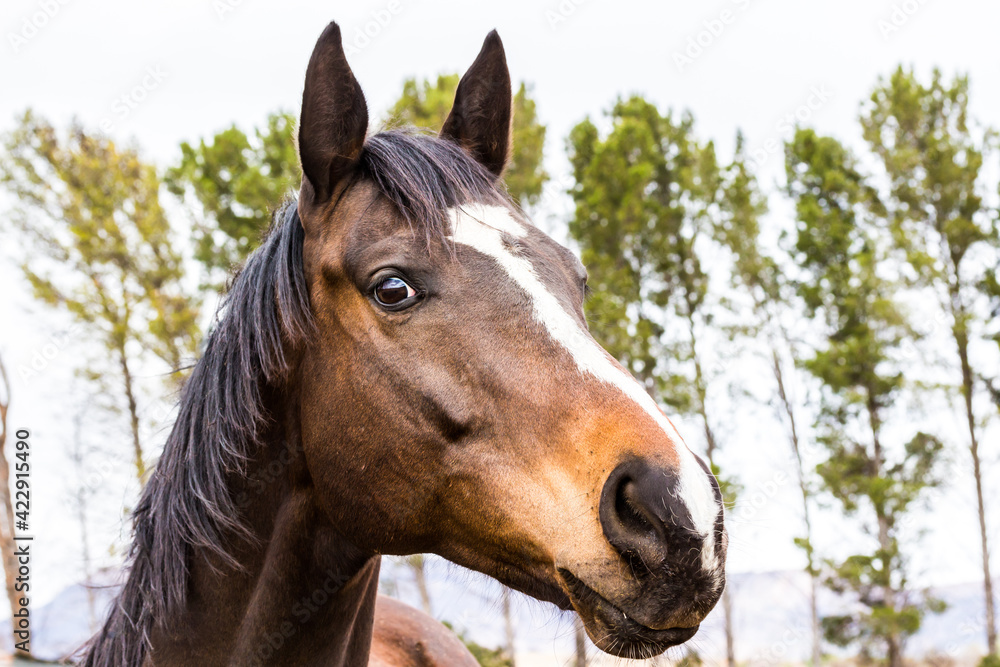 Obraz premium Horse head outdoors in paddock with trees - horse face portrait