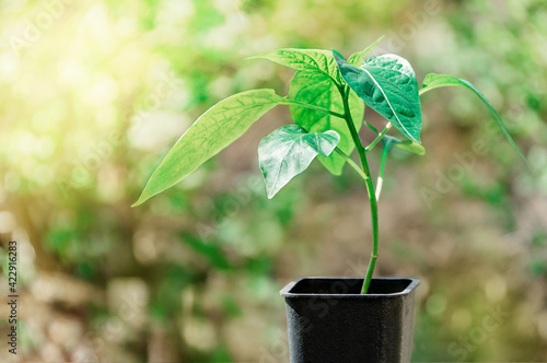 Young fresh seedlings of bell pepper in a pot on a background of bokeh leaves and sunbeams. Pepper seedlings for transplanting into a greenhouse in spring. Sprout of Bulgarian (hot) pepper.