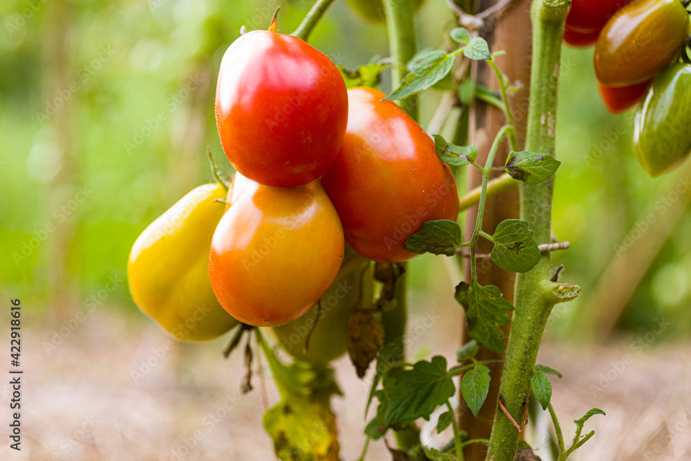 Delicious tomatoes on the plant in vegetable garden Delicious tomatoes on the plant in vegetable garden