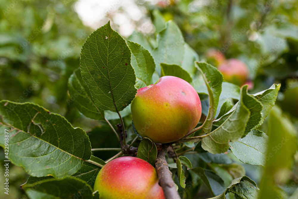 Biological apples hanging on the branch Biological apples hanging on the branch