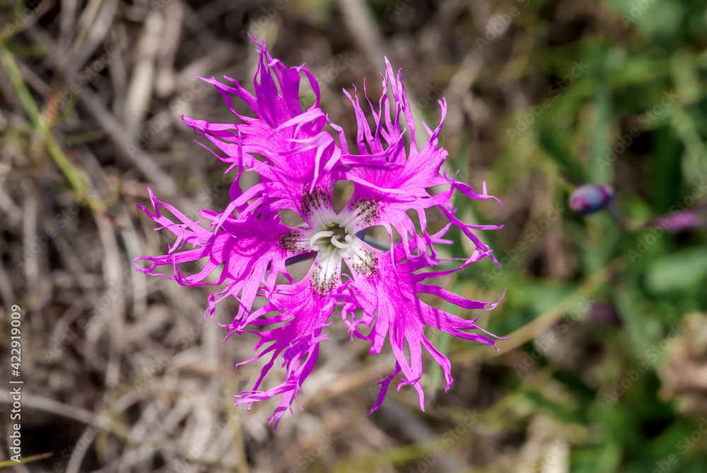 Large Pink (Dianthus superbu) in Barents Sea coastal area, Russia