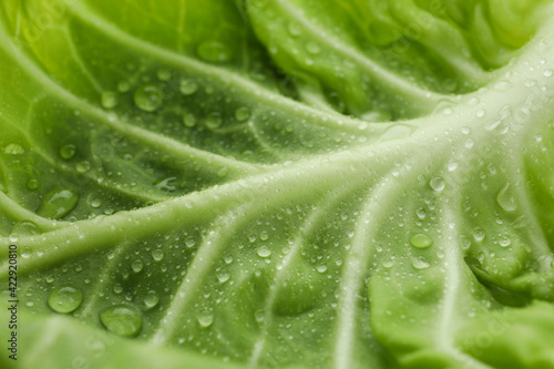 Fresh green cabbage with water drops on whole background, close up