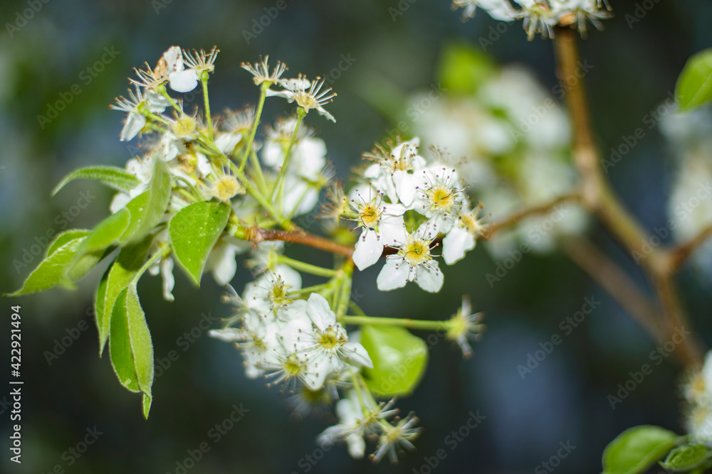 Branch of Yellow white Callery Pear flower macro close-up side view Branch of Yellow white Callery Pear flower macro close-up side view