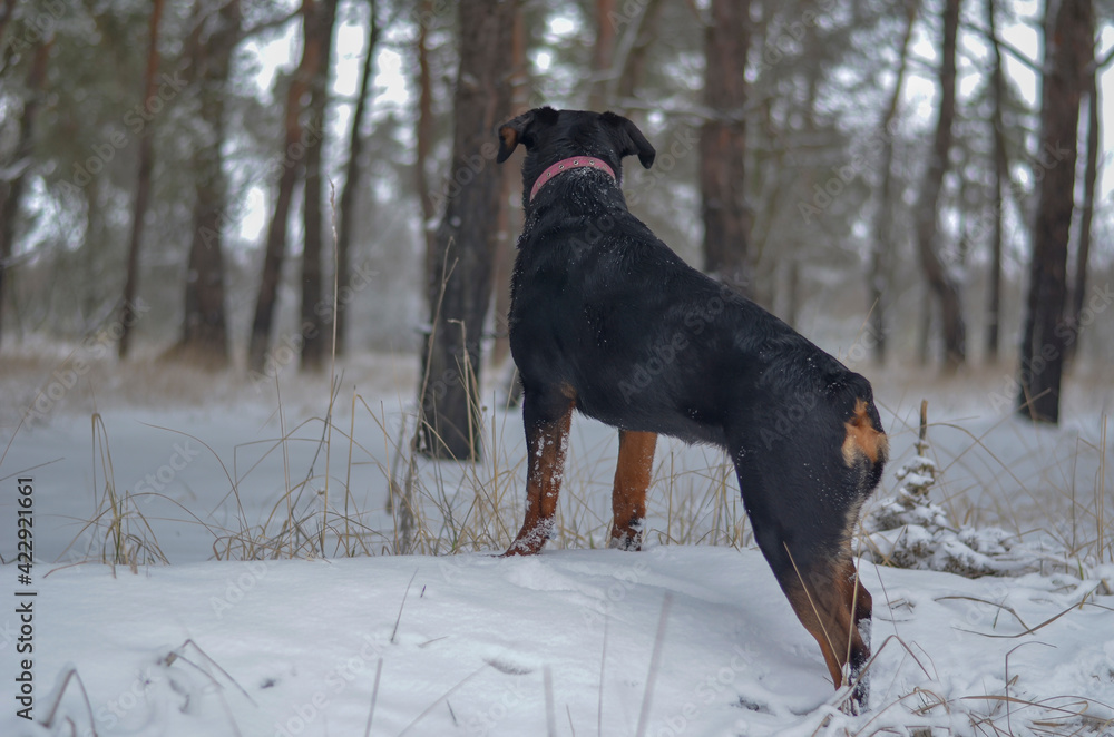 Rottweiler in the winter forest view from the back. Rottweiler in the winter forest view from the back.