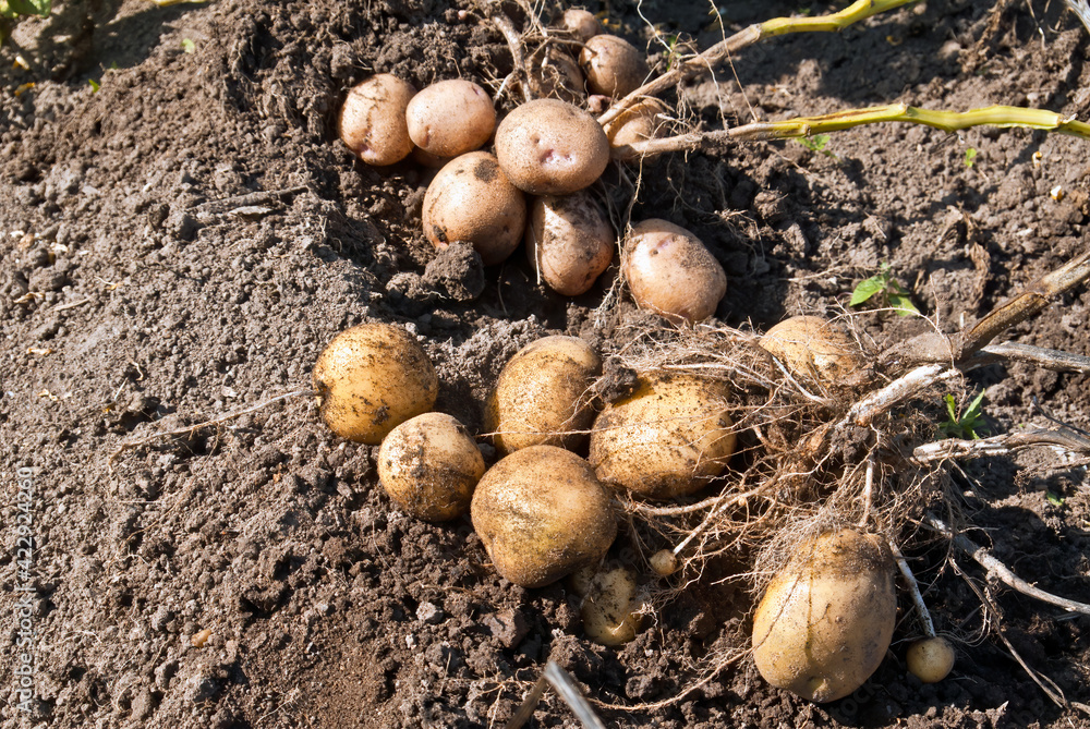 Potato (Solanum tuberosum) in vegetable garden Potato (Solanum tuberosum) in vegetable garden