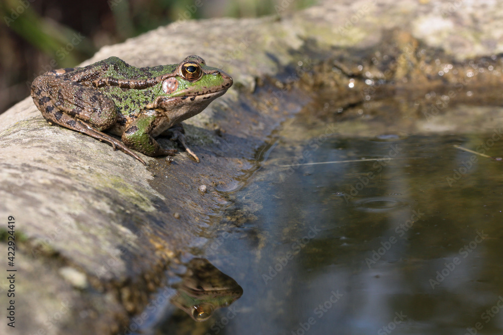 Iberian waterfrog on the edge of a cattle trough Iberian waterfrog on the edge of a cattle trough