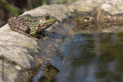 Iberian waterfrog on the edge of a cattle trough