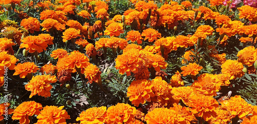 Panorama of orange flower Tagetes erecta or french Marigold.