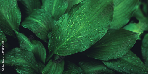 Green foliage with small leaves glistening with raindrops.