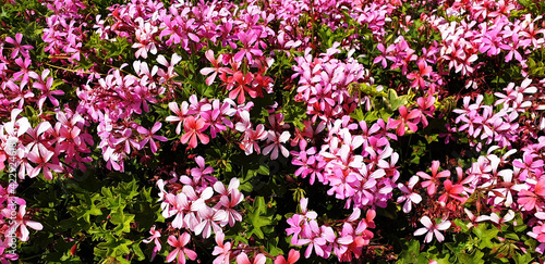 Panorama of bush pink flowers of pelargonium graveolens or geranium robertianum.