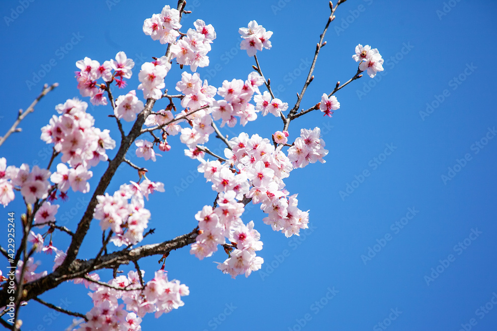 満開の桜（稲城市）｜柔らかな光に照らされた繊細な桜の花びらに心が和みます
