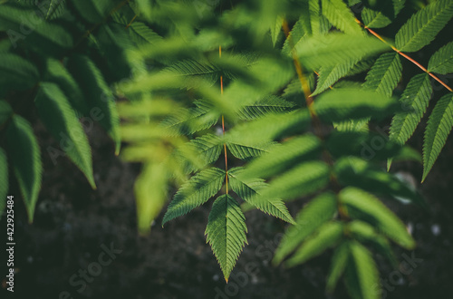Tropical jungle leaf, abstract green leaves, natural background pattern texture