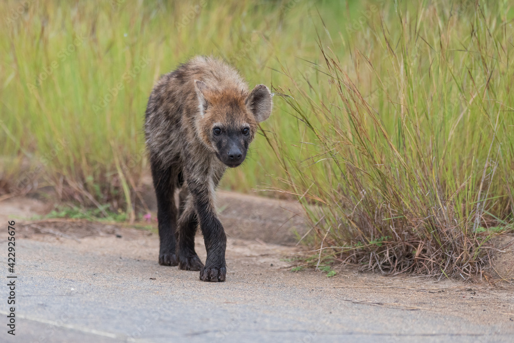 Fototapeta premium A young Spotted Hyena cub walking down the tar road towards the camera, Kruger National Park. 