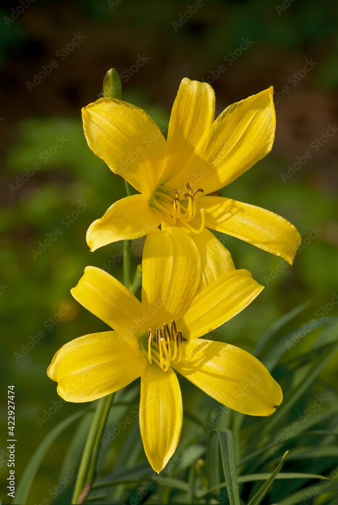 Dwarf Day Lily (Hemerocallis minor) in garden