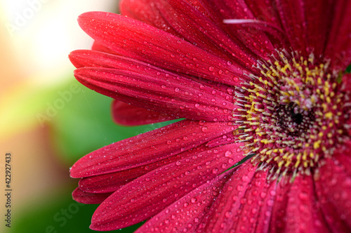 Red Gerbera flower blossom with water drops - close up shot photo details spring time 