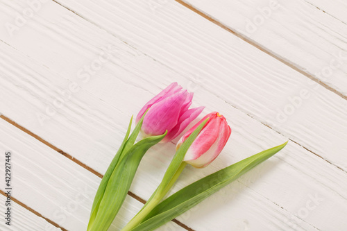 two pink  tulips on white wooden background