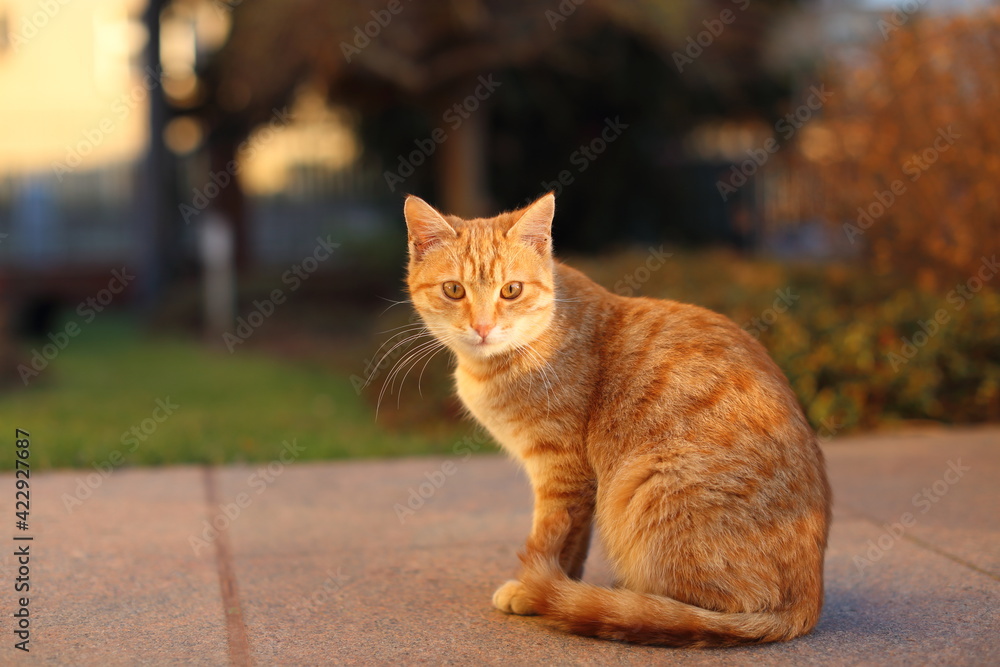 Portrait of Playful Ginger Cat outdoors in the garden Portrait of Playful Ginger Cat outdoors in the garden