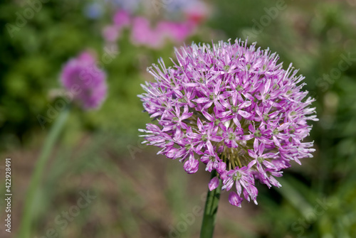 Flowering Onion  Allium aflatunense  in garden