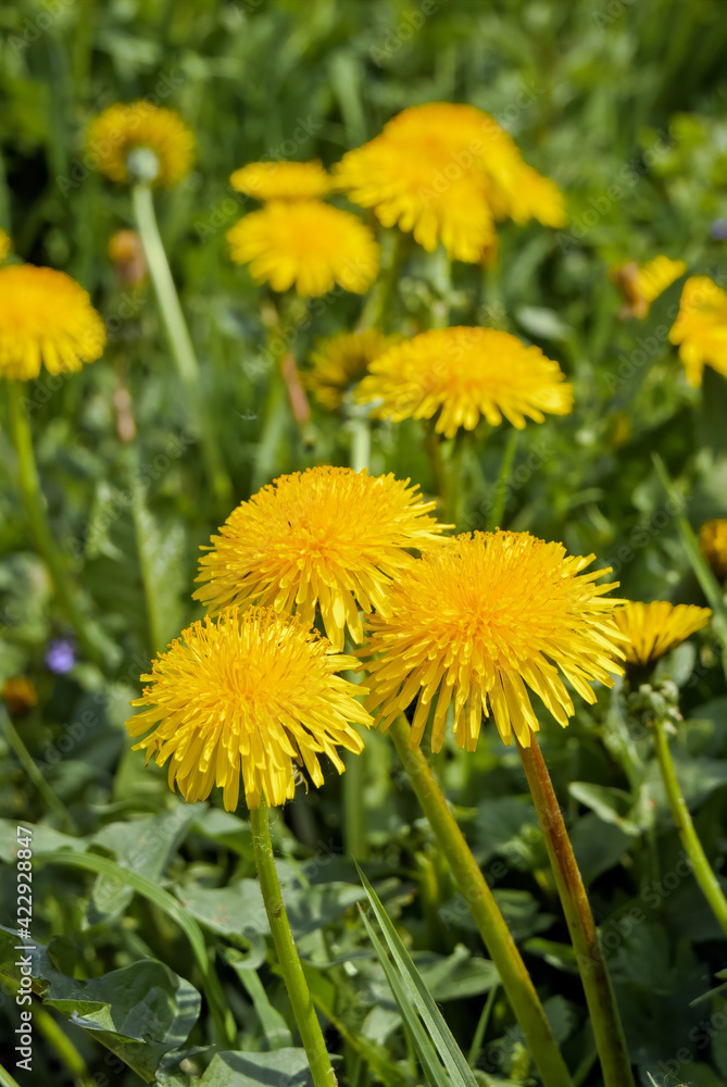 Common Dandelion (Taraxacum officinale) in meadow Common Dandelion (Taraxacum officinale) in meadow