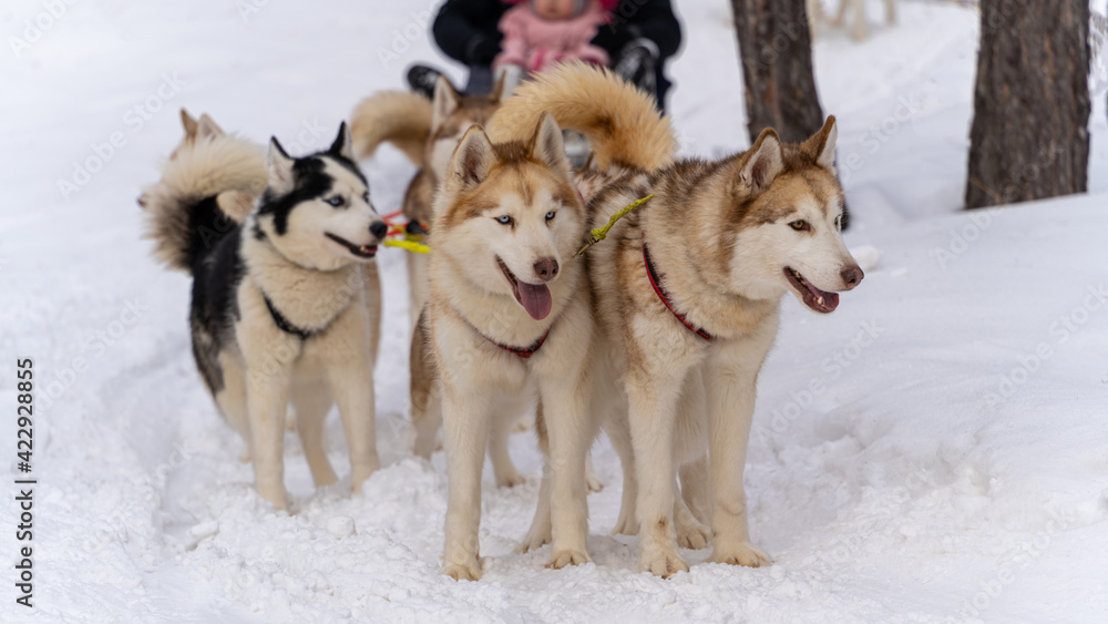 Sled dog racing with husky dogs, front view, close-up. Sled dog racing with husky dogs, front view, close-up.