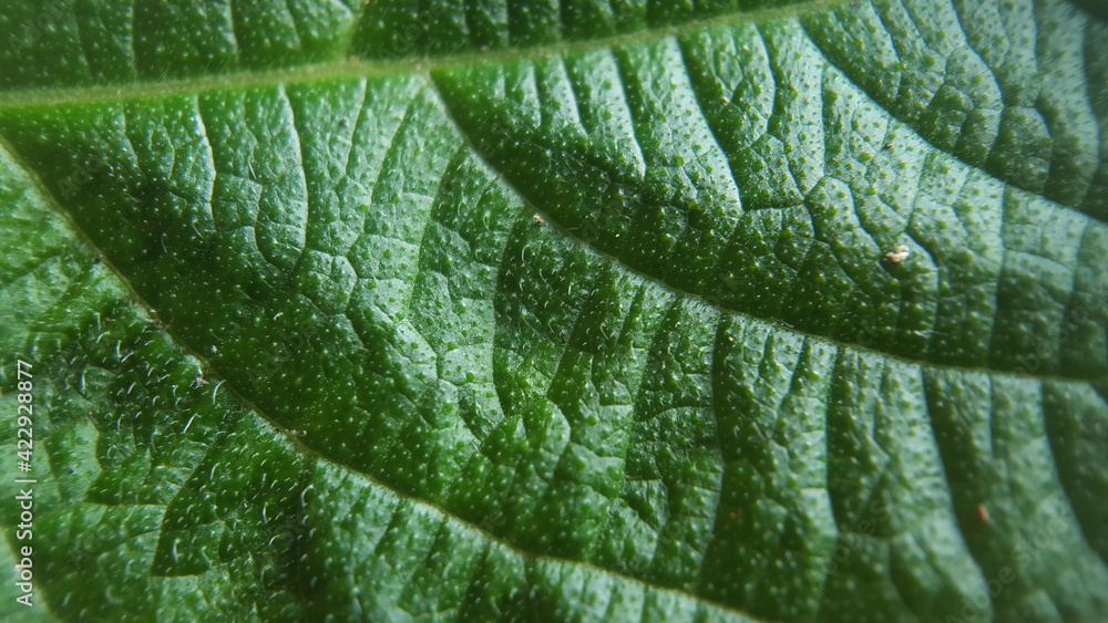 green leaf macro.suitable for background and wallpaper green leaf macro.suitable for background and wallpaper