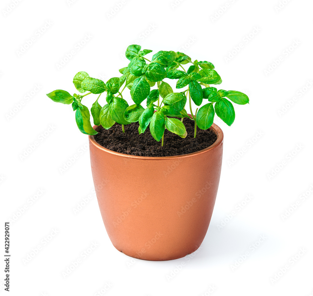 Basil sprouts in a pot on a white background. Side view. Basil sprouts in a pot on a white background. Side view.
