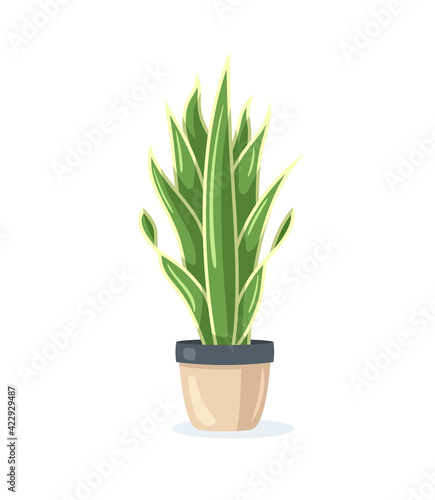Flower in pot isolated on white background