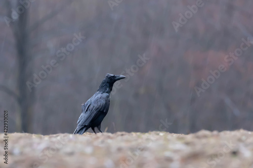 Kruk Corvus corax 