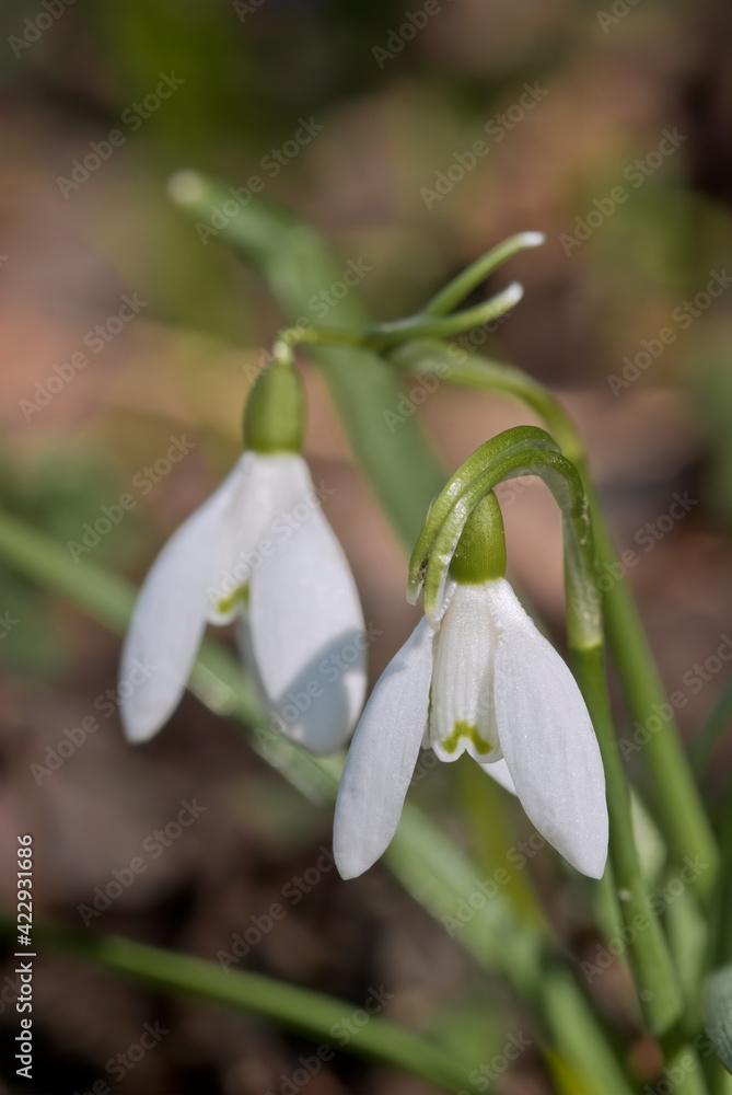 Fototapeta premium Snowdrop (Galanthus nivalis) in garden, Central Russia