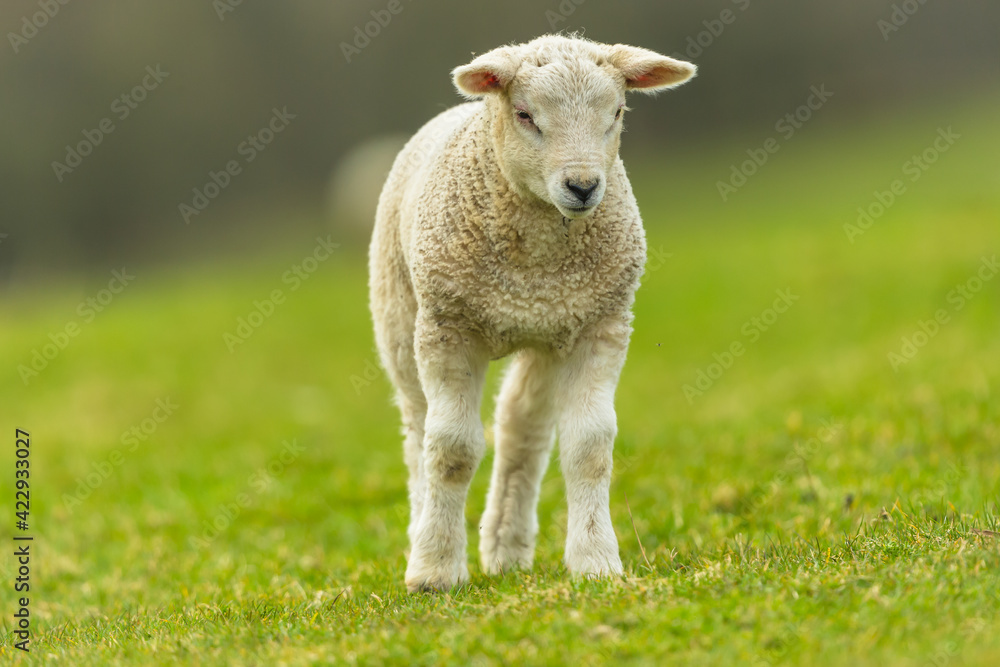 Lamb in Springtime. An inquisitive young lamb stood up and looking bemusedly at a buzzing insect. Facing forward. Close up. Clean background. Space for copy. Lamb in Springtime. An inquisitive young lamb stood up and looking bemusedly at a buzzing insect. Facing forward. Close up. Clean background. Space for copy.