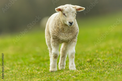 Lamb in Springtime. An inquisitive young lamb stood up and looking bemusedly at a buzzing insect. Facing forward. Close up. Clean background. Space for copy.