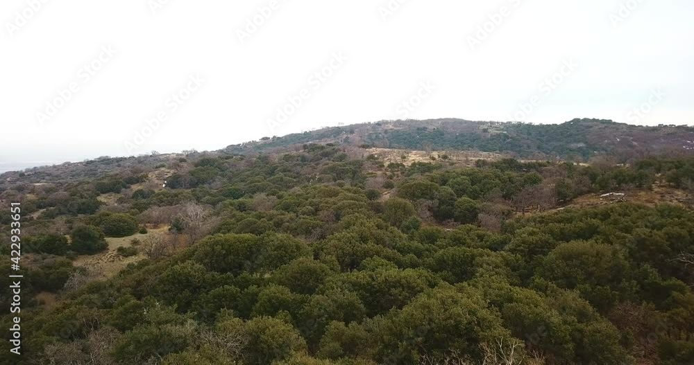 Oak Tree Landscape Aerial Drone Oak Tree Landscape Aerial Drone