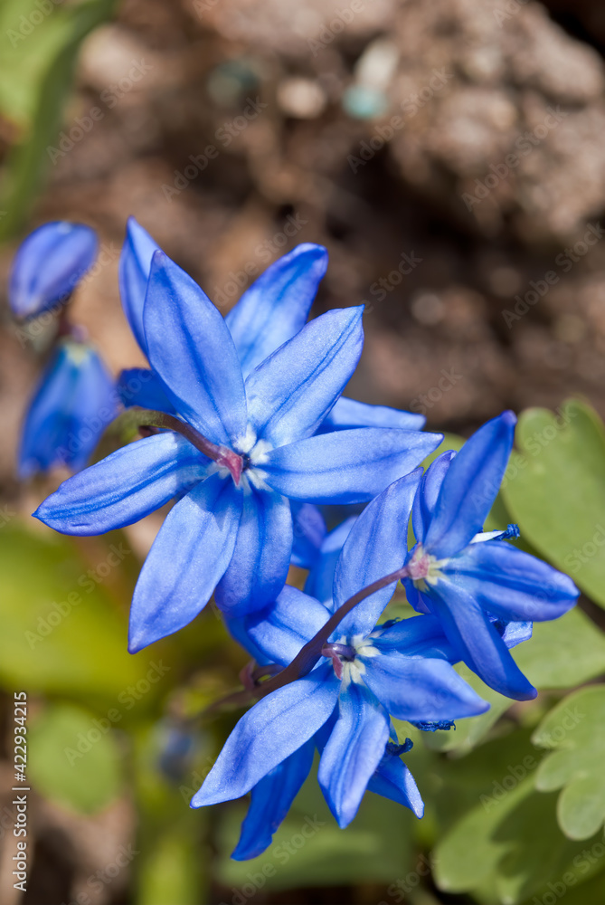 Siberian Squill (Scilla siberica) in garden, Central Russia Siberian Squill (Scilla siberica) in garden, Central Russia