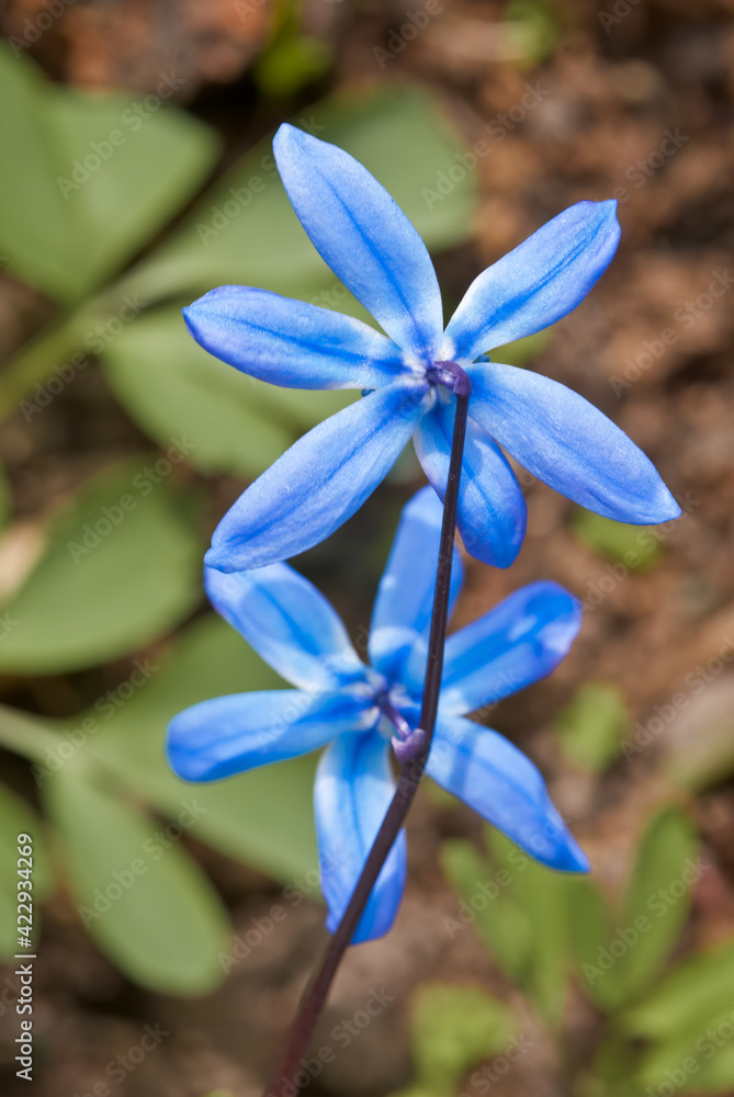 Siberian Squill (Scilla siberica) in garden, Central Russia Siberian Squill (Scilla siberica) in garden, Central Russia