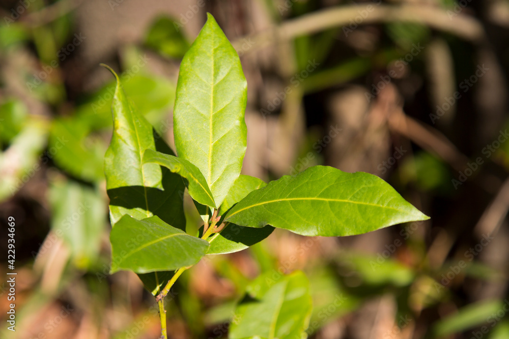 Green bay leaf growing in nature, spice ingridient background Green bay leaf growing in nature, spice ingridient background