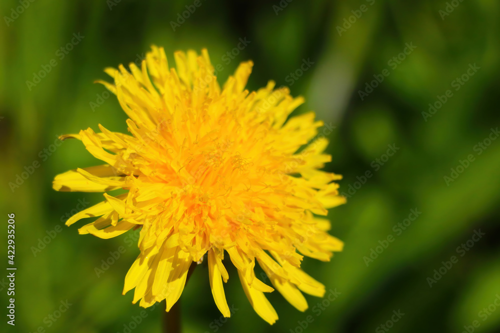 Yellow blooming dandelions in the meadow on a sunny day. Yellow blooming dandelions in the meadow on a sunny day.