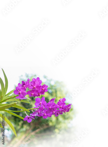 soft focus image of violet orchid on white with copyspace,wedding card,tropical flowers.