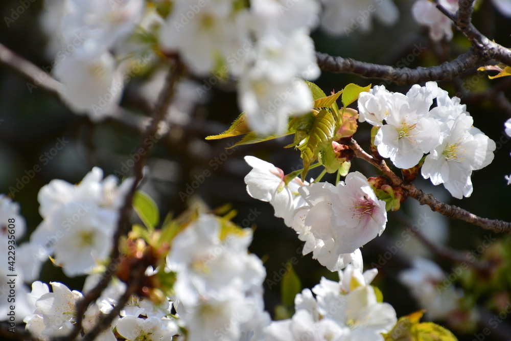 Fototapeta premium 桜の花