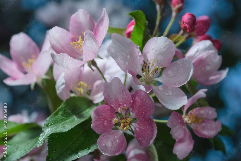 Obraz premium Вackground spring- flowers apple