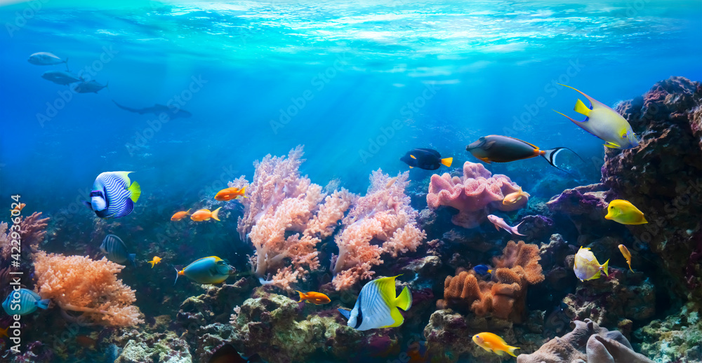Animals of the underwater sea world. Corals and tropical fish in coastal  waters. Life in a coral reef. Ecosystem. Stock Photo | Adobe Stock