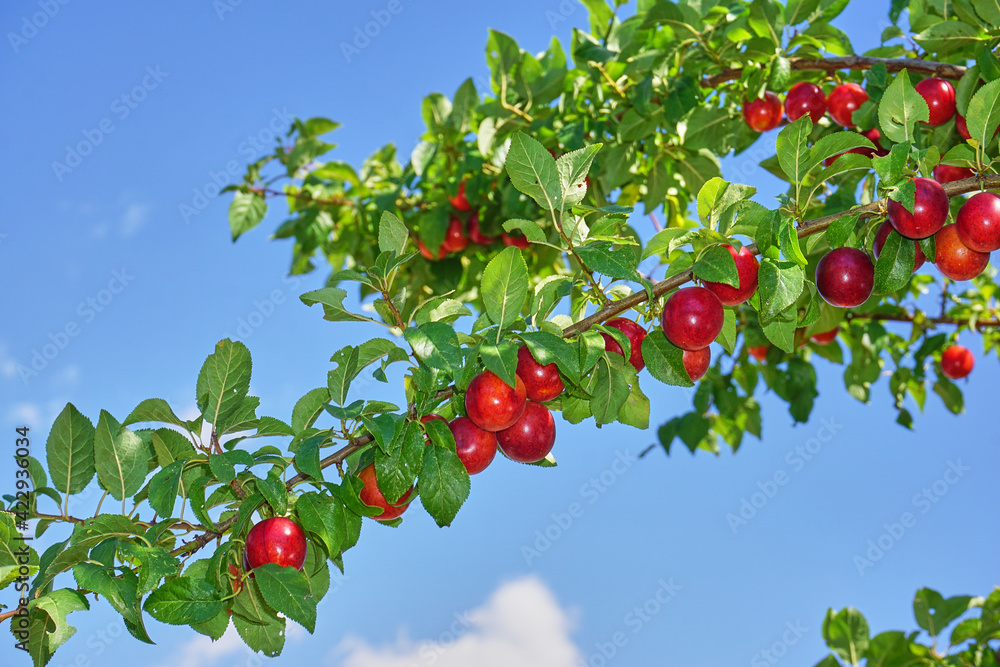 Fresh and organic plum fruits